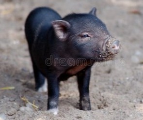 给力，猪价上涨“坐火箭”！猛涨，12月底猪价又是一波大涨行情！