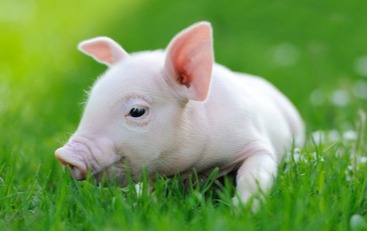 猪价有变！【明天猪价】12月27日全国猪价涨跌表！