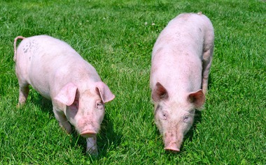 猪价上涨背后的2大怪现象，所有养猪人一定要注意！