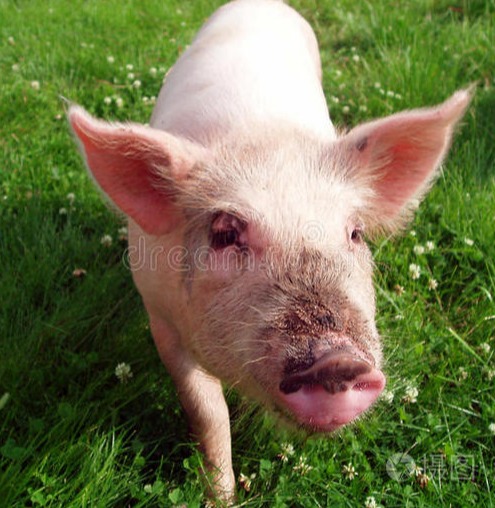 农产品 | 美豆休市 连粕区间震荡