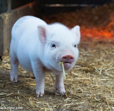 农产品 | 美豆承压风险不减 国内豆油成本下行压力下上涨驱动不足