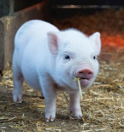 消费端对猪价支撑较前期明显走强 猪价延续全面反弹