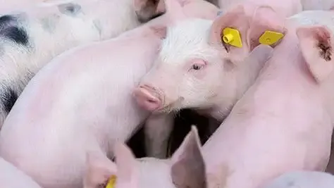 速看！11月生猪产业数据全剖析：存栏、价格、进出口及养殖效益现状大揭秘