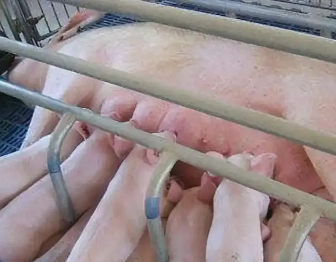 母猪怀孕40天内，千万别做这些小动作！