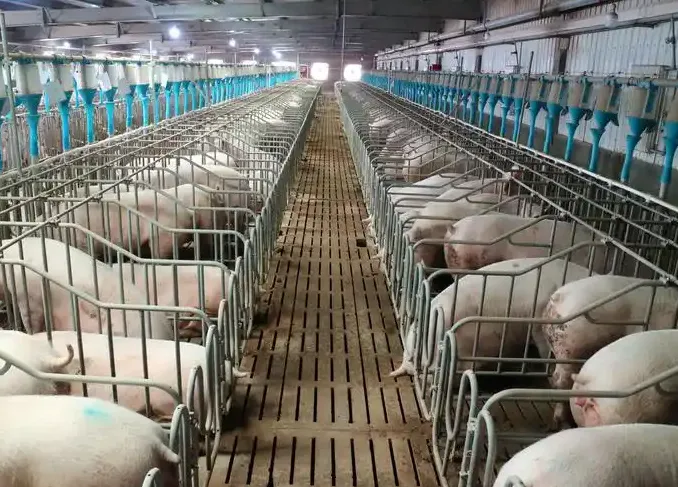 生猪：主力涨近 2% 后市或震荡调整