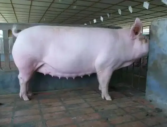 母猪饲喂技巧大全，你想知道的都在这里！