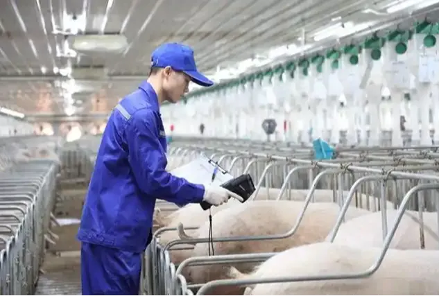 生猪期货上市四周年观察：猪周期变了