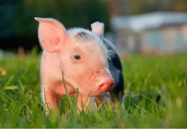 一夜“大变”，猪价上涨“熄火”？附：2025年1月7日猪价行情