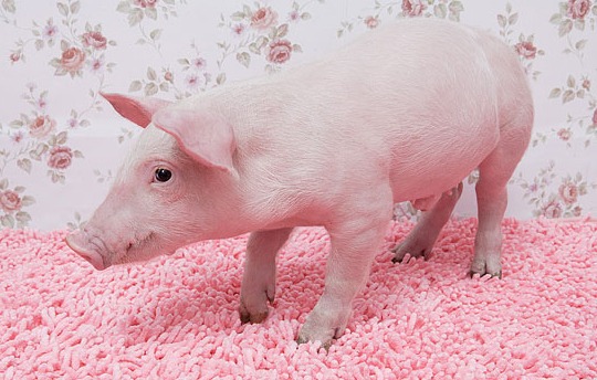 农产品 | 下游产业链开机率环比持续下滑 预计短期棉价依旧承压