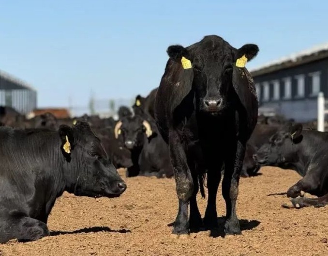 逆势布局肉牛养殖业，马云在下一盘什么样的棋？