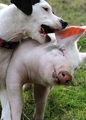 多地上涨！【明天猪价】1月10日全国猪价涨跌表！