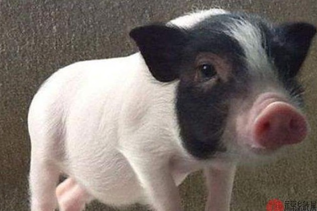 【超前猪价】1月11-13日全国猪价大预测！