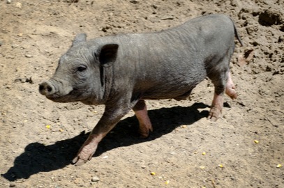 2025 养猪业：景气能否延续？