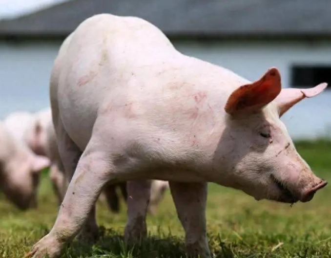 【养猪赛道】养猪行业：资本持续涌入的未来之路