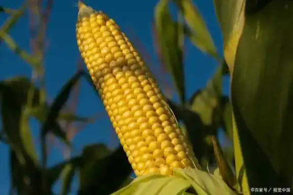 玉米涨价来了！2025年4-6月玉米行情分析！今年玉米要有大行情？