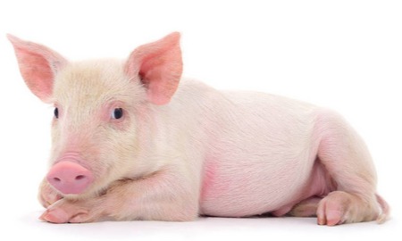 养猪人注意：标猪卖不卖？专家揭秘3大原因，年后猪价还涨吗？！