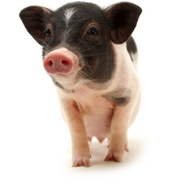 风向有变！【明天猪价】1月17日全国猪价涨跌表！