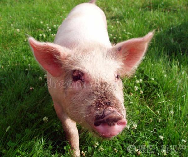 大小猪一起涨！大肥破9元，仔猪火热3天涨50元