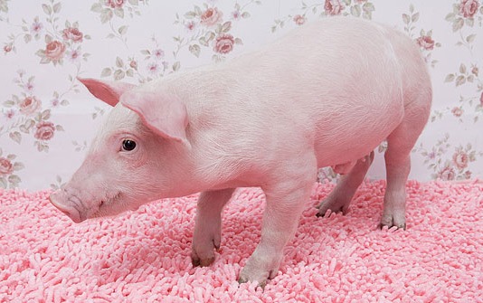 1月14~17日猪价走势分析！你说怪不怪？猪价越涨越不卖！