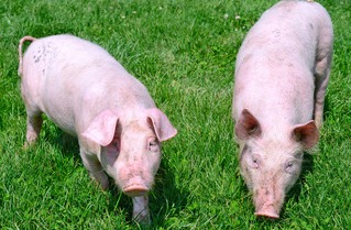 【超前猪价】1月17日 ~1月19日！全国猪价！