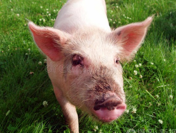 农产品 | 能繁母猪存栏上涨 生猪价格有望呈现弱势震荡局面