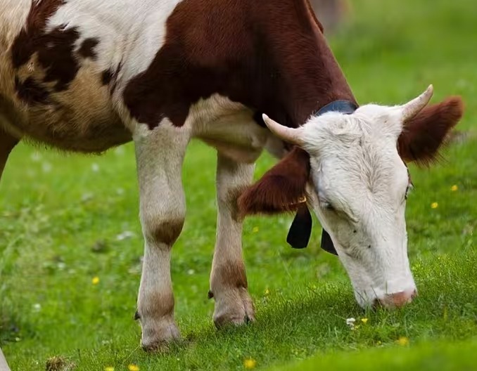 全是知识点！新手养母牛需要知道的事！