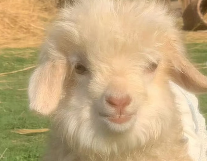 羊健胃的正确方法