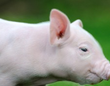 2025 养猪业：景气能否延续？