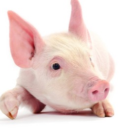 生猪的2025：悲观没有任何意义？