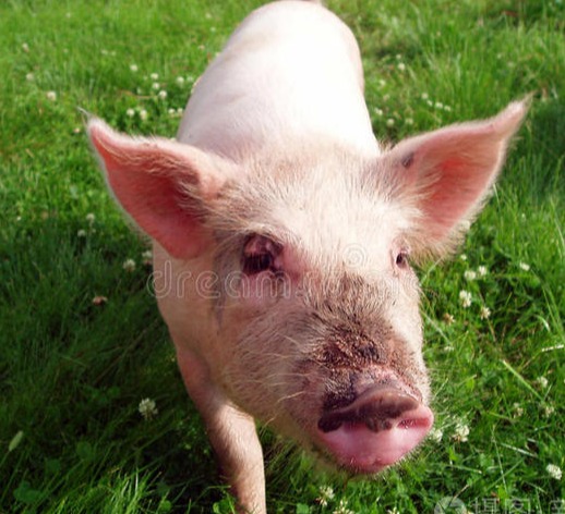 警惕！猪价“暴跌突变”！迎来2个大威胁！明年养猪会赚钱吗？