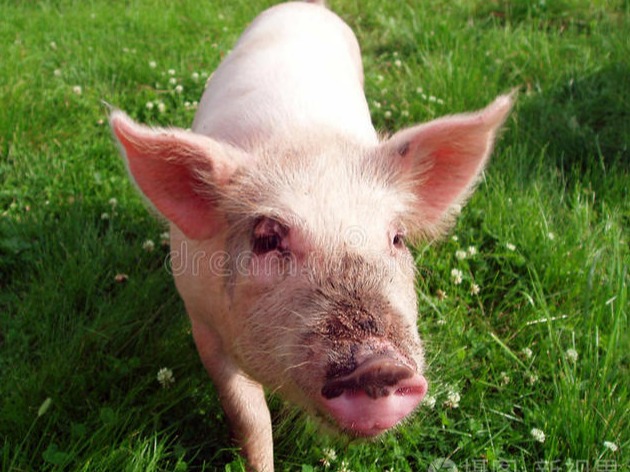 国家发改委：猪价将持续上涨！2025年1月第2周生猪产品价格环比上涨，玉米、豆粕价格环比下跌