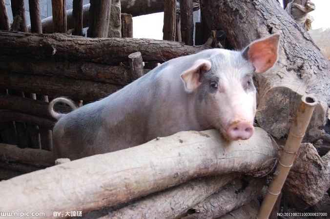 牛肉再这么跌，要破产一大批养殖户了