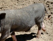 全球每年约500万匹马被屠宰，为什么却见不到中国人吃马肉？