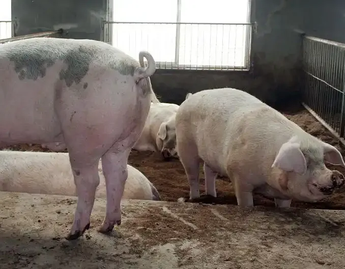 2025年1月23日最新猪价！白条猛涨！生猪价格是怎么回事？