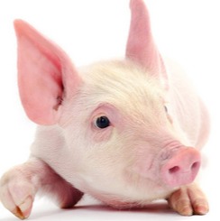 农产品 | 油料：预期先行