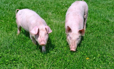 农产品 | 豆粕：美豆高位回落 连粕坚挺延续