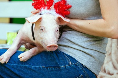 国内活牛价格呈现全线下跌态势，生猪提前出栏现象或将增加