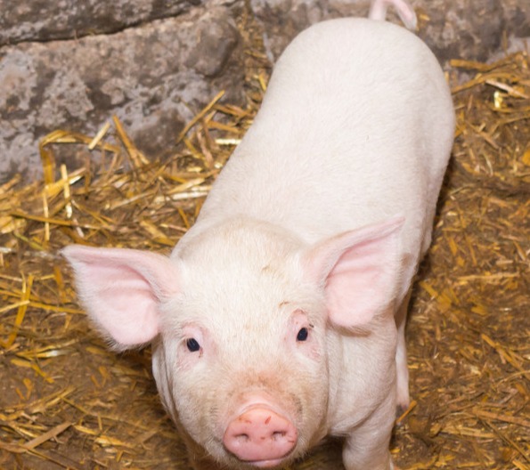 Mysteel解读：2025年进口猪肉价格及销量走势分析