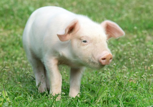 农业农村部：猪肉批发均价环比升0.5%