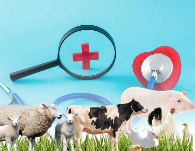 防控〡冬春季非洲猪瘟防控技术要点