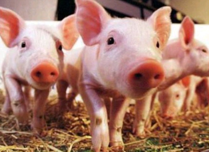 母猪场蓝耳的防控重点