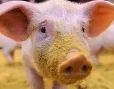 大咖聊猪市：2025年春季后2个月生猪养殖成本