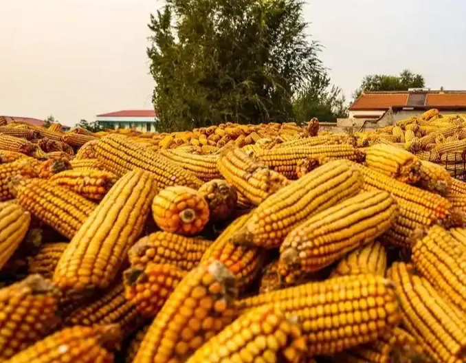 好家伙，节还没过完呢，玉米就又来大消息了！