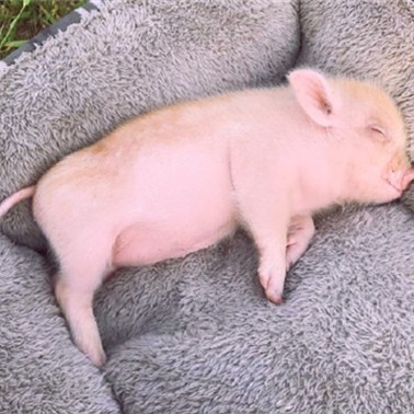 去年猪价呈“倒V”走势、猪企纷纷扭亏为盈，今年猪市行情如何走？