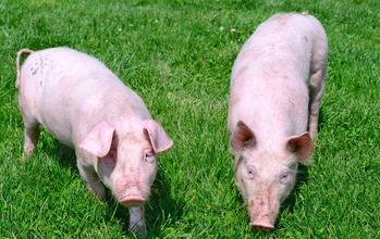 今日猪价 | 2025.02.06 猪价行情