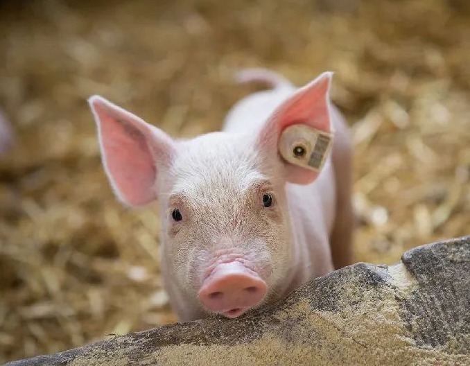 02月06日猪价：猪价持续下行！“跌跌”不休何时止？