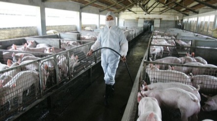 生石灰消毒效果虽好，但不能频繁使用！