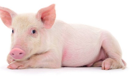 生猪养殖模式新变革！“腰部群体”崛起，散养户“迂回”回归