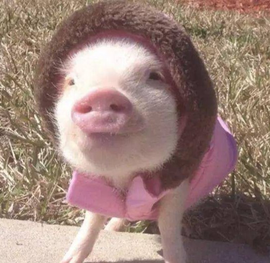 全国各地2025.2.10-今日猪价（全国猪价已更新！）