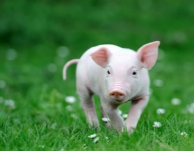 跌跌不休！猪价“报复性”下跌！附：2月10日猪价